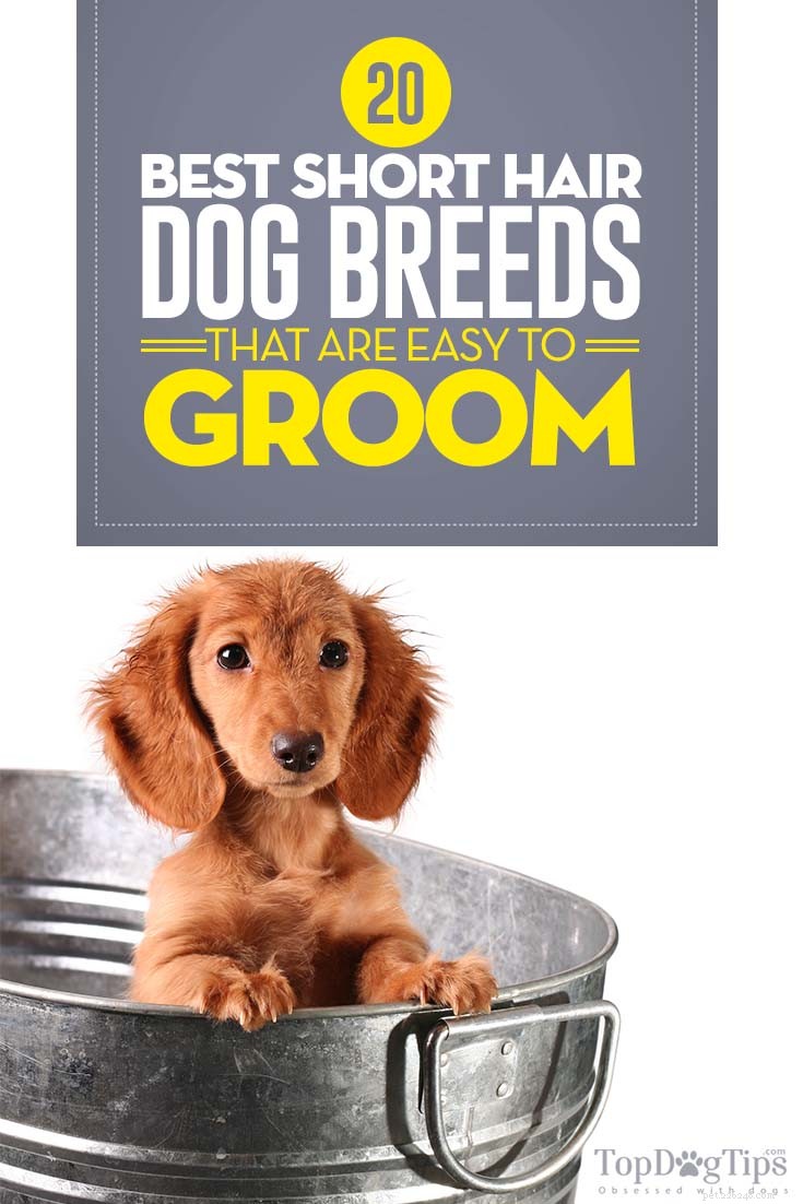 Top 20 Short‑Haired Dog Breeds for Low‑Maintenance Grooming