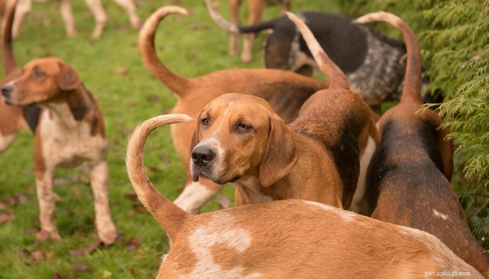 Top 20 Short‑Haired Dog Breeds for Low‑Maintenance Grooming