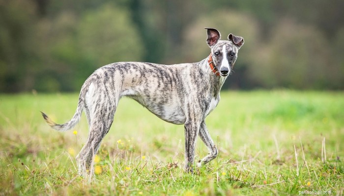 Top 20 Short‑Haired Dog Breeds for Low‑Maintenance Grooming