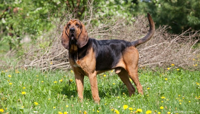Top 20 Short‑Haired Dog Breeds for Low‑Maintenance Grooming
