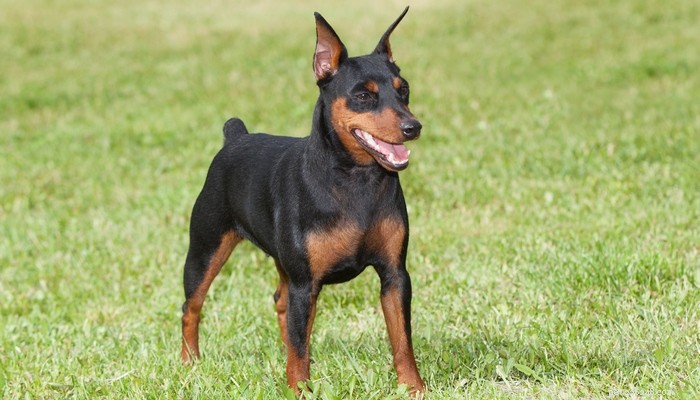 Top 20 Short‑Haired Dog Breeds for Low‑Maintenance Grooming