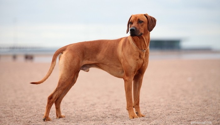 Top 20 Short‑Haired Dog Breeds for Low‑Maintenance Grooming