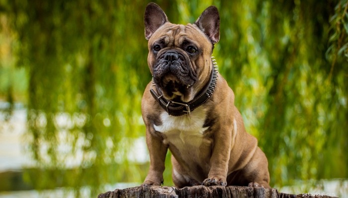 Top 20 Short‑Haired Dog Breeds for Low‑Maintenance Grooming