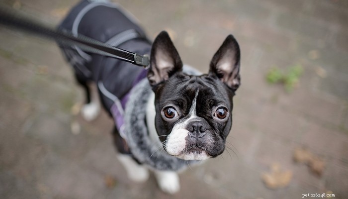Top 20 Short‑Haired Dog Breeds for Low‑Maintenance Grooming