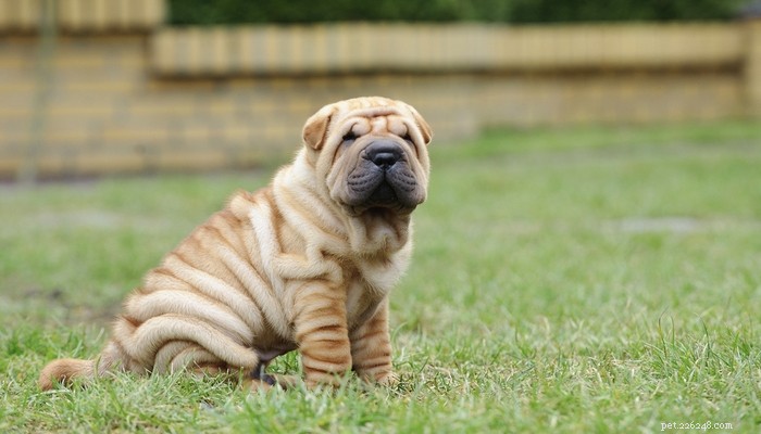 Top 20 Short‑Haired Dog Breeds for Low‑Maintenance Grooming