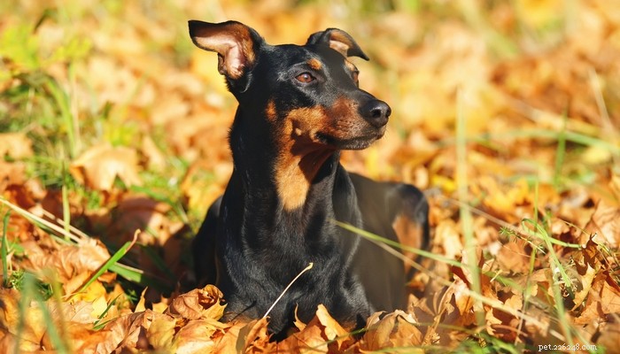 Top 20 Short‑Haired Dog Breeds for Low‑Maintenance Grooming