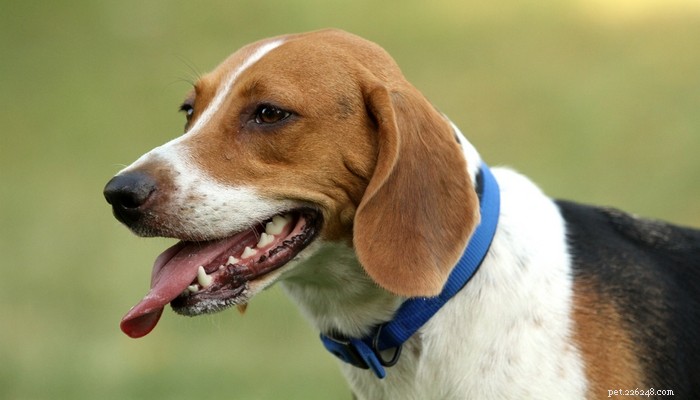 Top 20 Short‑Haired Dog Breeds for Low‑Maintenance Grooming