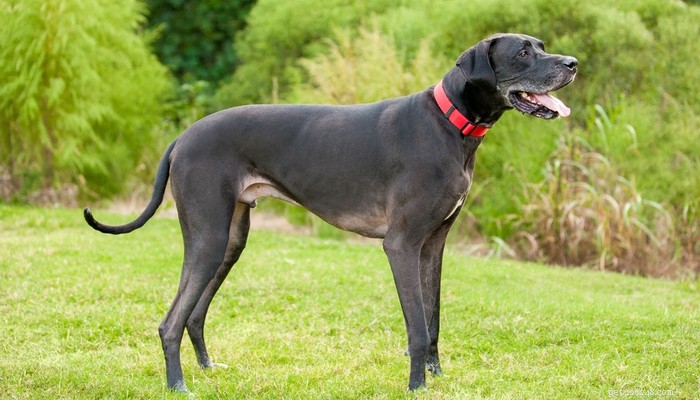 Top 20 Short‑Haired Dog Breeds for Low‑Maintenance Grooming