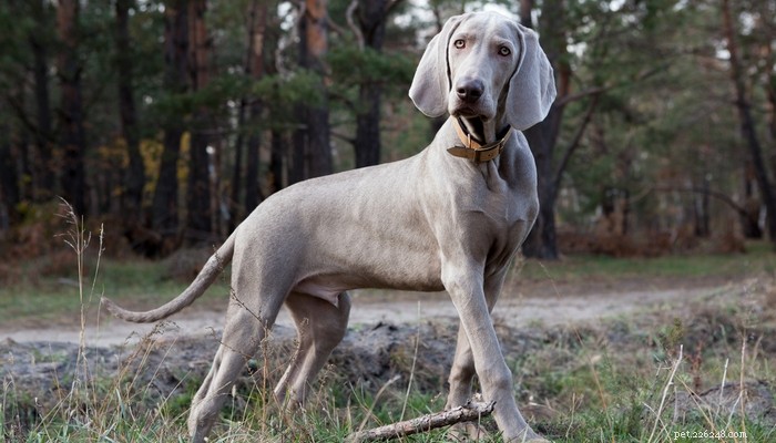 Top 20 Short‑Haired Dog Breeds for Low‑Maintenance Grooming