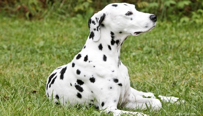 Top 20 Short‑Haired Dog Breeds for Low‑Maintenance Grooming