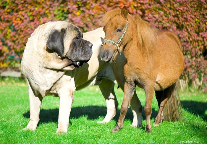 Top 20 Short‑Haired Dog Breeds for Low‑Maintenance Grooming