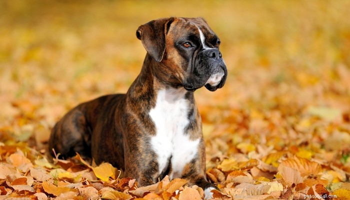 Top 20 Short‑Haired Dog Breeds for Low‑Maintenance Grooming