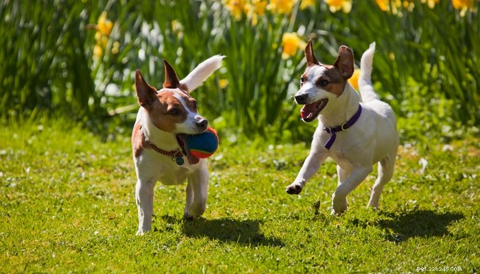 26 Highly Energetic Dog Breeds for Active Owners