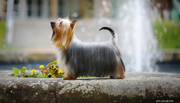 26 Highly Energetic Dog Breeds for Active Owners
