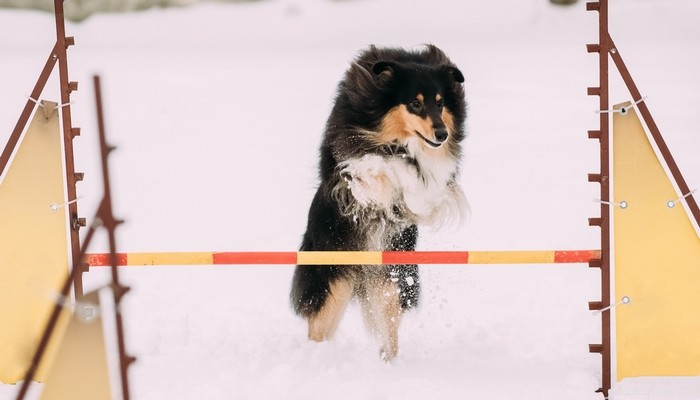 26 Highly Energetic Dog Breeds for Active Owners