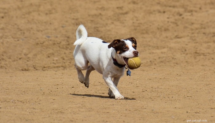 26 Highly Energetic Dog Breeds for Active Owners