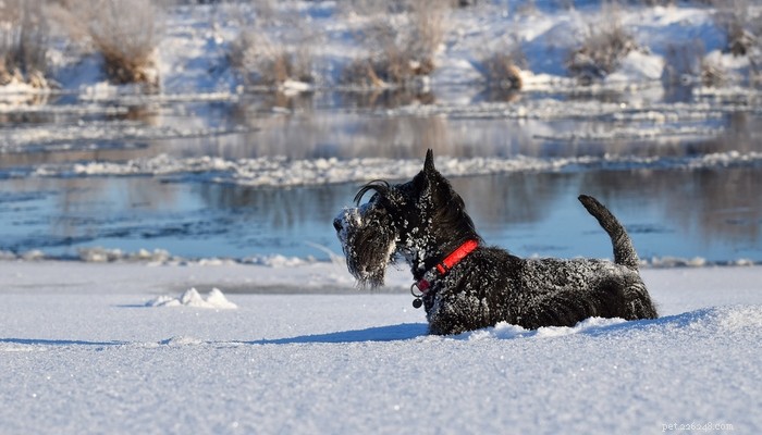 26 Highly Energetic Dog Breeds for Active Owners