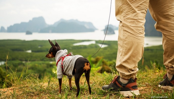 26 Highly Energetic Dog Breeds for Active Owners