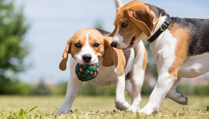 26 Highly Energetic Dog Breeds for Active Owners