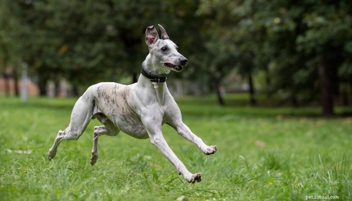 26 Highly Energetic Dog Breeds for Active Owners