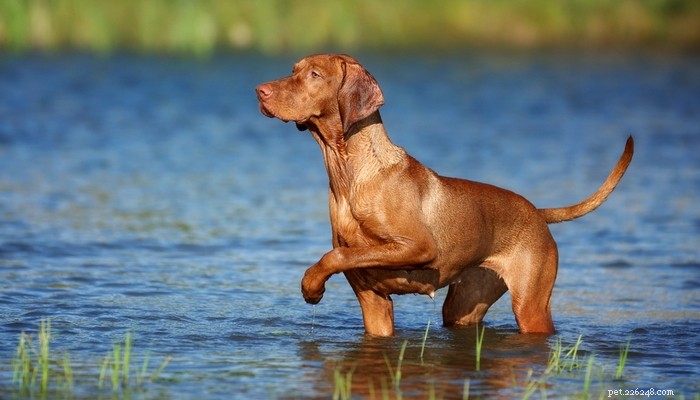 26 Highly Energetic Dog Breeds for Active Owners