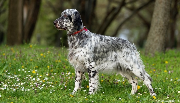 26 Highly Energetic Dog Breeds for Active Owners