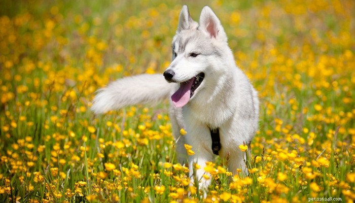26 Highly Energetic Dog Breeds for Active Owners