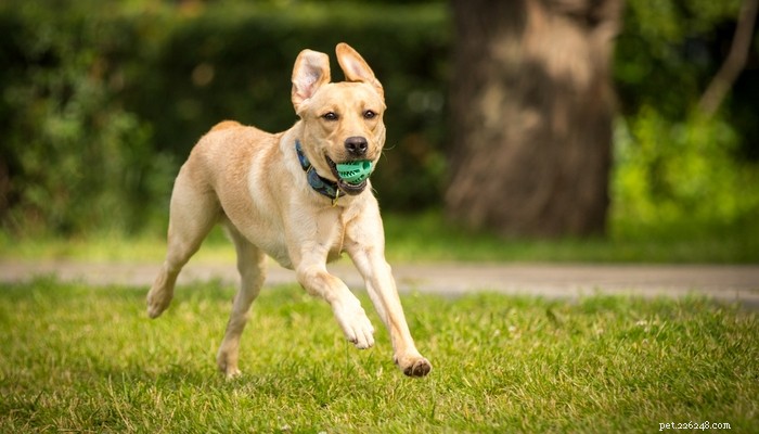 26 Highly Energetic Dog Breeds for Active Owners