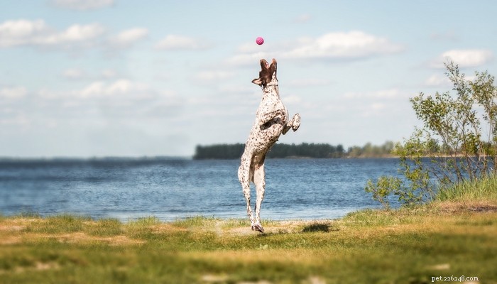 26 Highly Energetic Dog Breeds for Active Owners