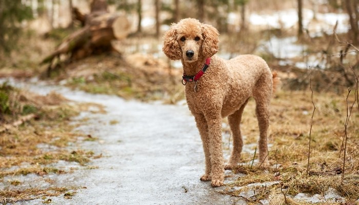 26 Highly Energetic Dog Breeds for Active Owners