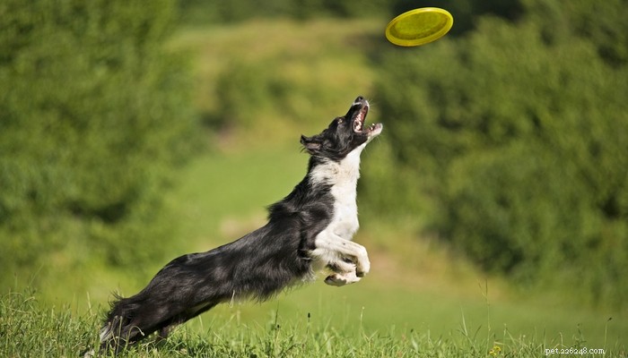 26 Highly Energetic Dog Breeds for Active Owners