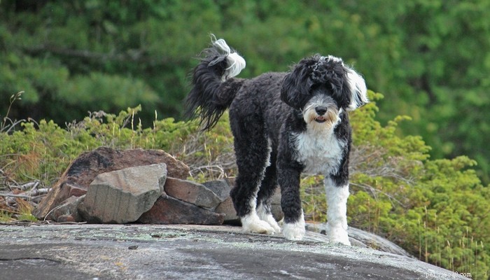 26 Highly Energetic Dog Breeds for Active Owners
