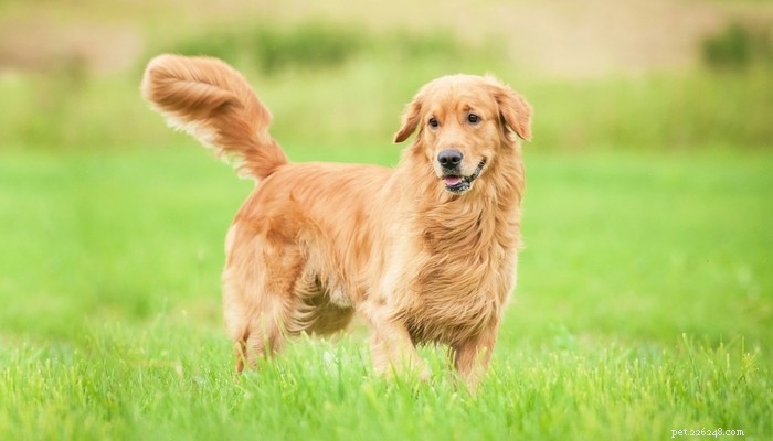26 Highly Energetic Dog Breeds for Active Owners