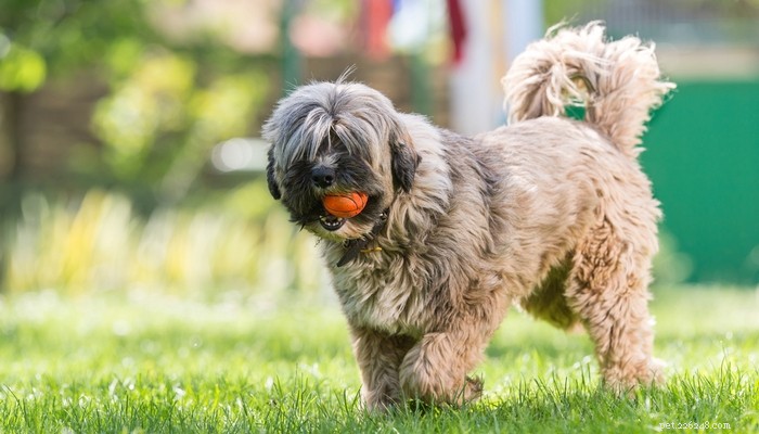 26 Highly Energetic Dog Breeds for Active Owners