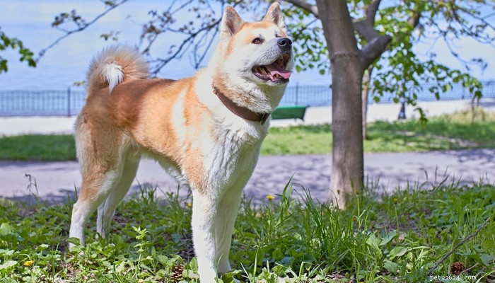 26 Highly Energetic Dog Breeds for Active Owners