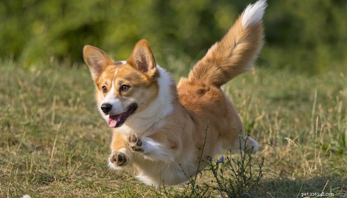 26 Highly Energetic Dog Breeds for Active Owners