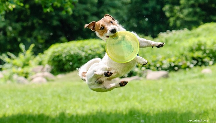 Considering a Jack Russell Terrier? Learn What You Need to Know Before Adoption
