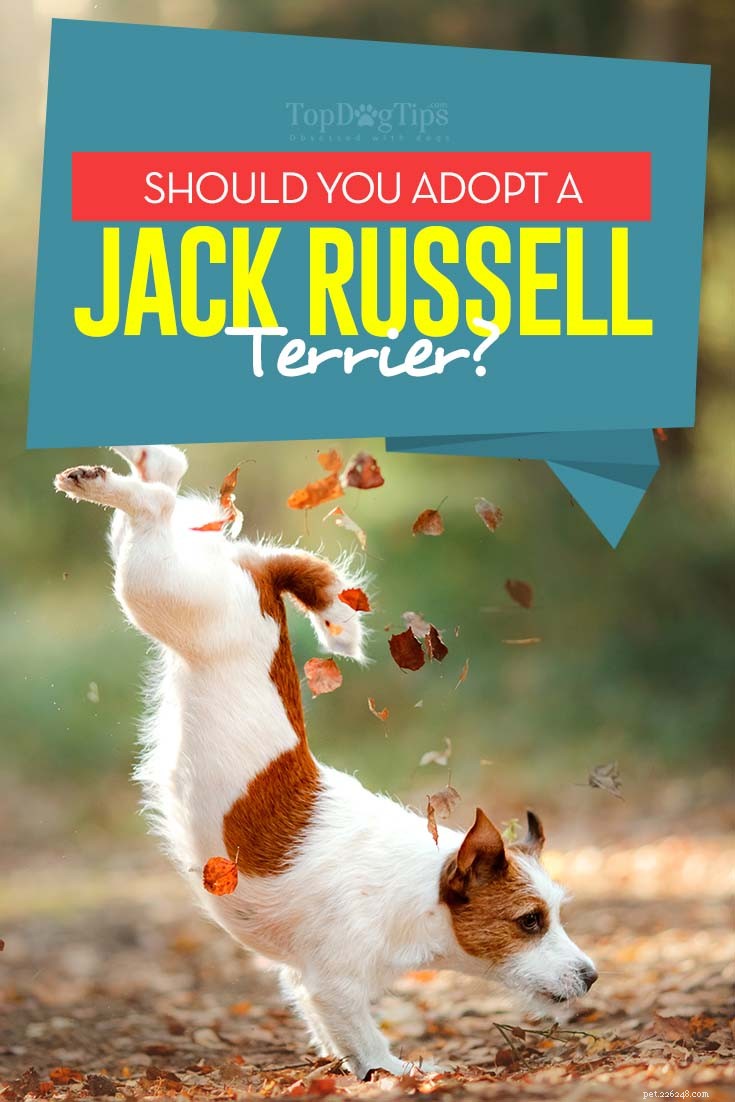 Considering a Jack Russell Terrier? Learn What You Need to Know Before Adoption