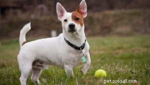 Considering a Jack Russell Terrier? Learn What You Need to Know Before Adoption