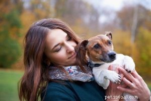 Considering a Jack Russell Terrier? Learn What You Need to Know Before Adoption