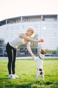 Considering a Jack Russell Terrier? Learn What You Need to Know Before Adoption