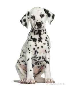 Top 30 Agility Dogs: The Most Trainable Breeds for Competition Success