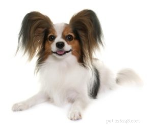 Top 30 Agility Dogs: The Most Trainable Breeds for Competition Success