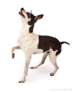Top 30 Agility Dogs: The Most Trainable Breeds for Competition Success