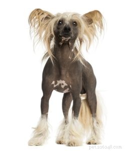 Top 30 Agility Dogs: The Most Trainable Breeds for Competition Success