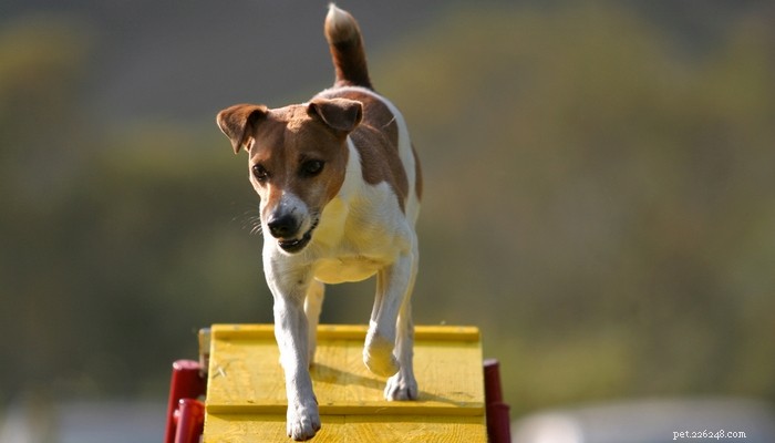 Top 30 Agility Dogs: The Most Trainable Breeds for Competition Success