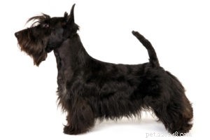 Top 30 Agility Dogs: The Most Trainable Breeds for Competition Success