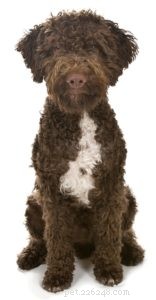 Top 30 Agility Dogs: The Most Trainable Breeds for Competition Success