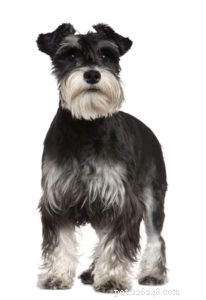 Top 30 Agility Dogs: The Most Trainable Breeds for Competition Success