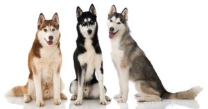 Top 30 Agility Dogs: The Most Trainable Breeds for Competition Success